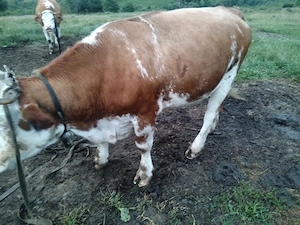 Vând juninci de bălțată românească.4bucati. - imagine 4