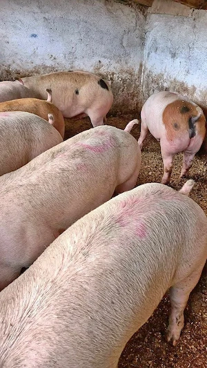 vand porci de carne 
