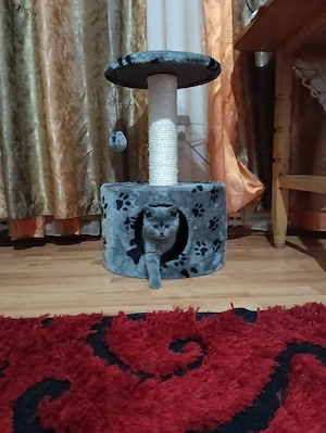 Pisici British Shorthair - imagine 2
