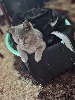 Pisici British Shorthair - imagine 3
