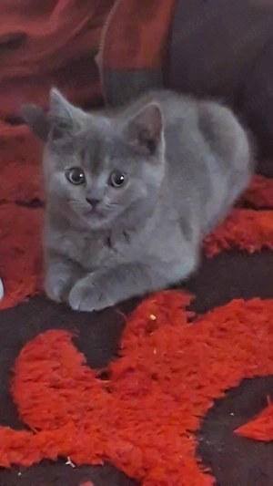 Pisici British Shorthair - imagine 5