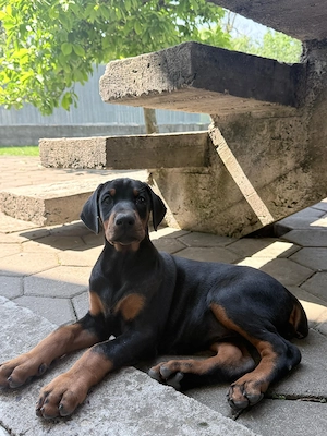 vând Cățeluși doberman  - imagine 5