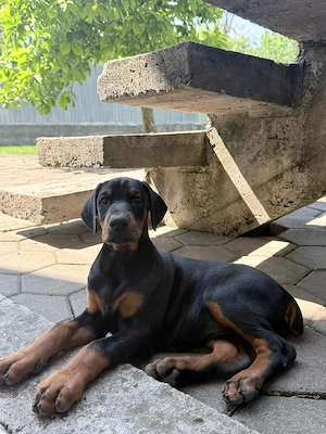 vând Cățeluși doberman  - imagine 3