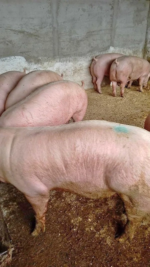 vand porci  - imagine 2