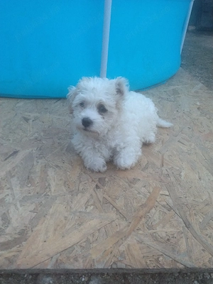 Bichon maltez  - imagine 3