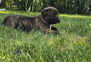 Catelusi din rasa presa canario - imagine 4