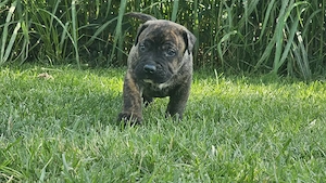 Catelusi din rasa presa canario - imagine 2