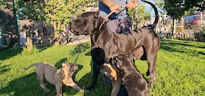 4 femelute de.presa canario
