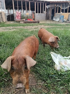 Duroc Purcei