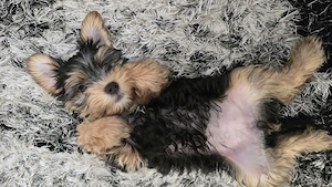 Yourkshire terrier  - imagine 2