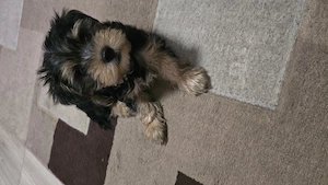 Yourkshire terrier  - imagine 4