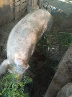 Porci crescuți la curte, pentru cunoscători!!! - imagine 4
