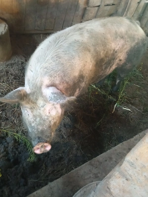 Porci crescuți la curte, pentru cunoscători!!! - imagine 3