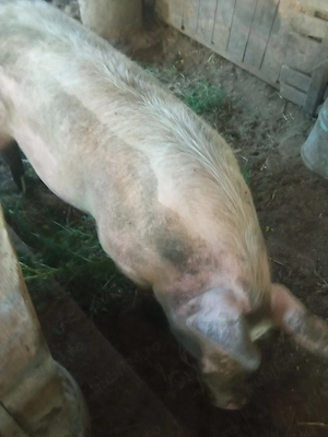 Porci crescuți la curte, pentru cunoscători!!! - imagine 2