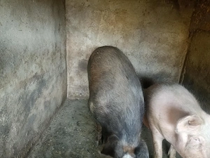 Vând 2 porci din rasa Pietrain   crescut natural, carne de calitate - imagine 3