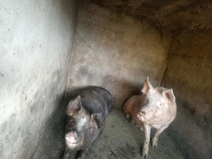 Vând 2 porci din rasa Pietrain   crescut natural, carne de calitate - imagine 2
