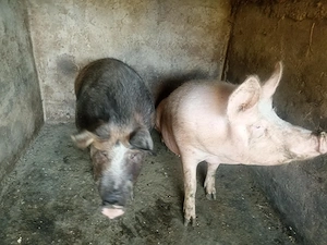 Vând 2 porci din rasa Pietrain   crescut natural, carne de calitate - imagine 4