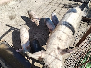 Purcei Landrace intarcati