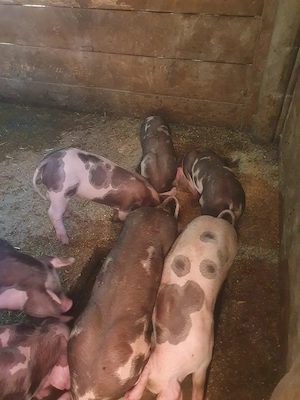 Purcei de vanzare