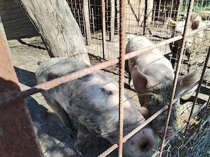 Porci castrati Landrace 70 kg