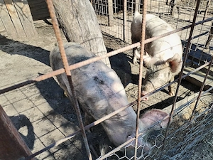 Porci castrati Landrace 70 kg - imagine 2