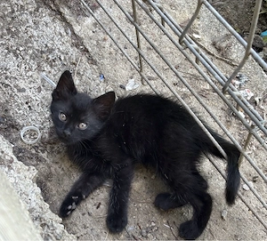 Ofer spre adoptie pisici - imagine 2