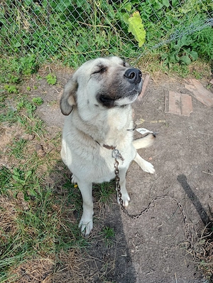 Vand femela kangal varsta 1 an jumate