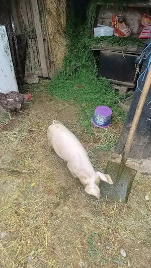 Purcei de vanzare,castrati4 porci si 3 purcele ,3luni - imagine 2