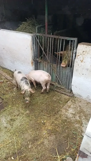 Purcei de vanzare,castrati4 porci si 3 purcele ,3luni - imagine 3