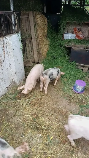 Purcei de vanzare,castrati4 porci si 3 purcele ,3luni - imagine 4