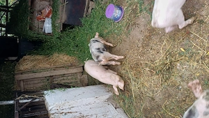Purcei de vanzare,castrati4 porci si 3 purcele ,3luni - imagine 5