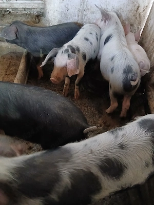 purcei 10 saptamani