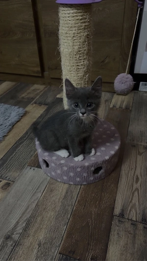 pisica adoptie - imagine 3