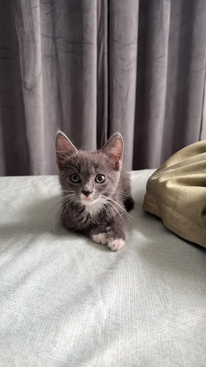 pisica adoptie - imagine 4