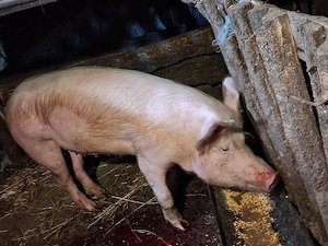 Porc de vânzare 