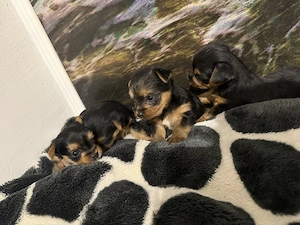 Catelusi Yorkshire Terrier  - imagine 4