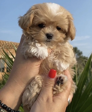 Maltipoo puiuți superbi