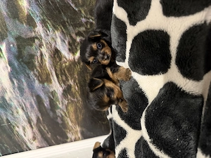 Catelusi Yorkshire Terrier  - imagine 3