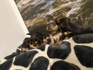 Catelusi Yorkshire Terrier  - imagine 5