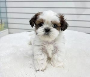 Bichon havanez superbi - imagine 2