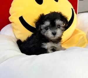 Bichon havanez fetițe superbe 