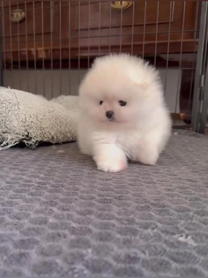 Pomeranian talie sub 2 kg  - imagine 4