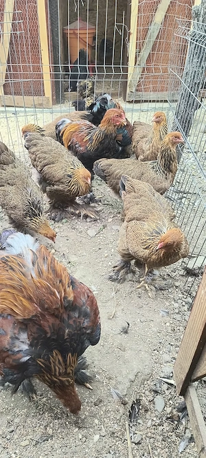  Brahma Porțelan, Bobat, Potârnichiu și Puicuțe Potârnichiu Bragadiru Ilfov 