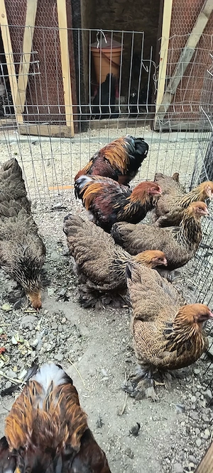  Brahma Porțelan, Bobat, Potârnichiu și Puicuțe Potârnichiu Bragadiru Ilfov  - imagine 2