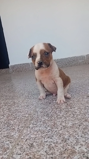 căței amstaff  - imagine 5