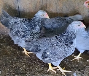 cocosi 2,5 luni Plymouth Silver -argintiu
