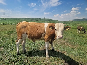 vand vitei 5 buc intre 200-270 kg  - imagine 3