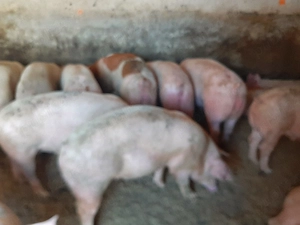 vând soldani de carne diferite mărimi 