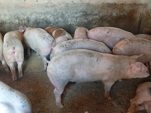 vând soldani de carne diferite mărimi 