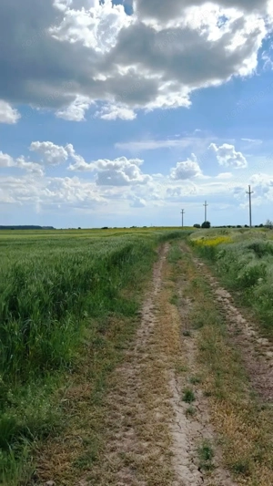 15-50 ha, parcelat, Mihailesti Giurgiu - imagine 5